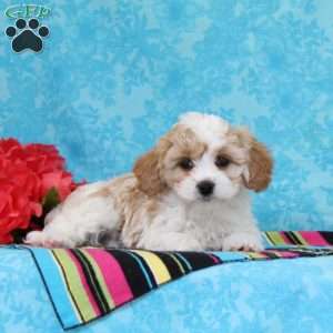 Marble, Cavachon Puppy